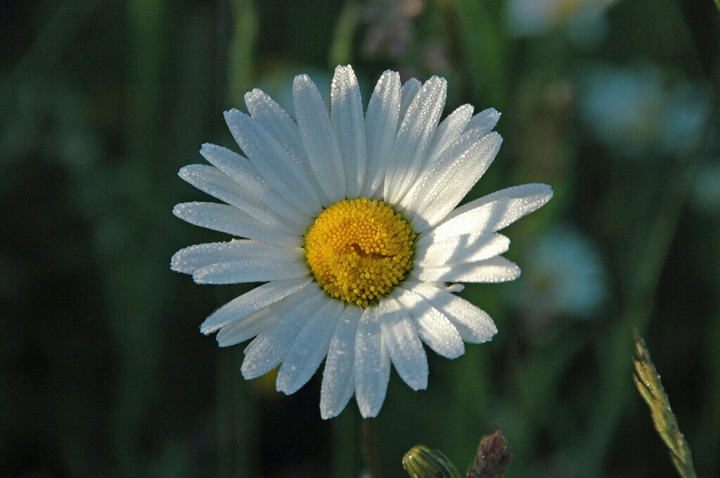 Herfstmargriet (Leucanthemum vulgare)