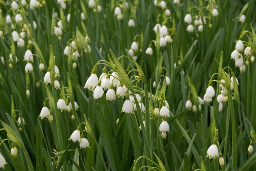 Zomerklokje (Leucojum aestivum 'Gravetye Giant')