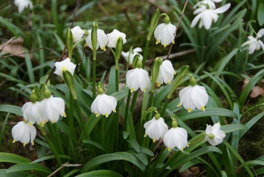 Lenteklokje (Leucojum vernum)