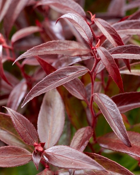 Druifheide (Leucothoe keiskei 'Burning Love')