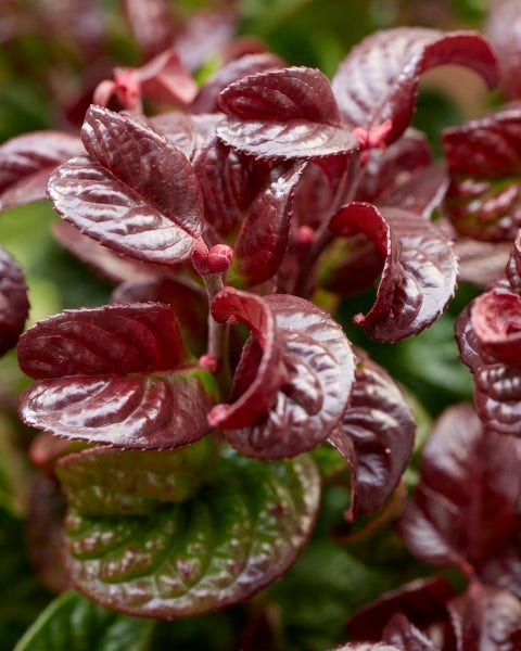 Druifheide (Leucothoe axillaris ' Curly Red')