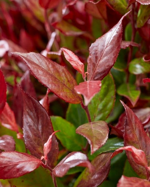 Druifheide (Leucothoe fontanesiana 'Little Flames')