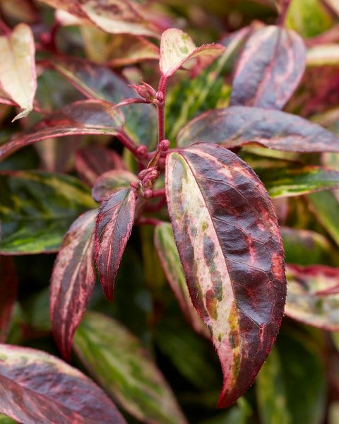 Druifheide (Leucothoe fontanesiana ‘Makijaz')