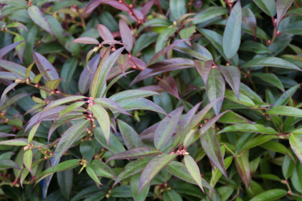 Druifheide (Leucothoe keiskei 'Royal Ruby')