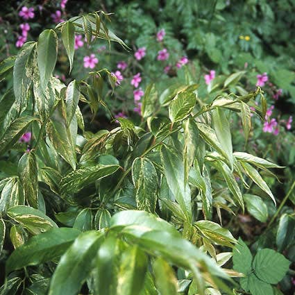 Druifheide (Leucothoe fontanesiana 'Rainbow')