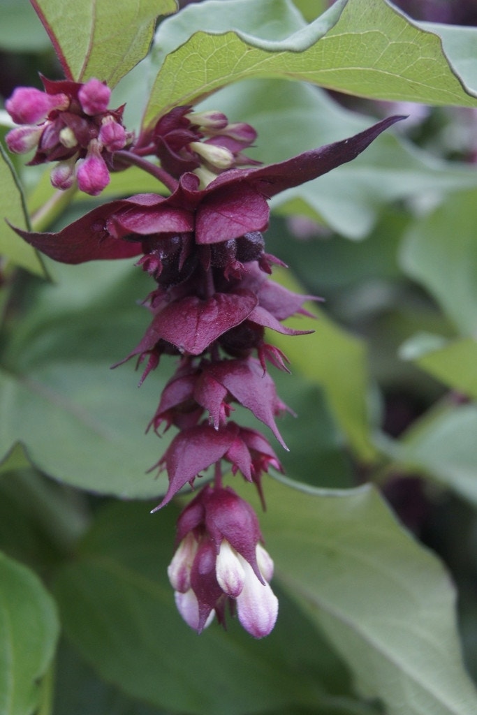 Fazantenbes (Leycesteria formosa 'Purple Rain')