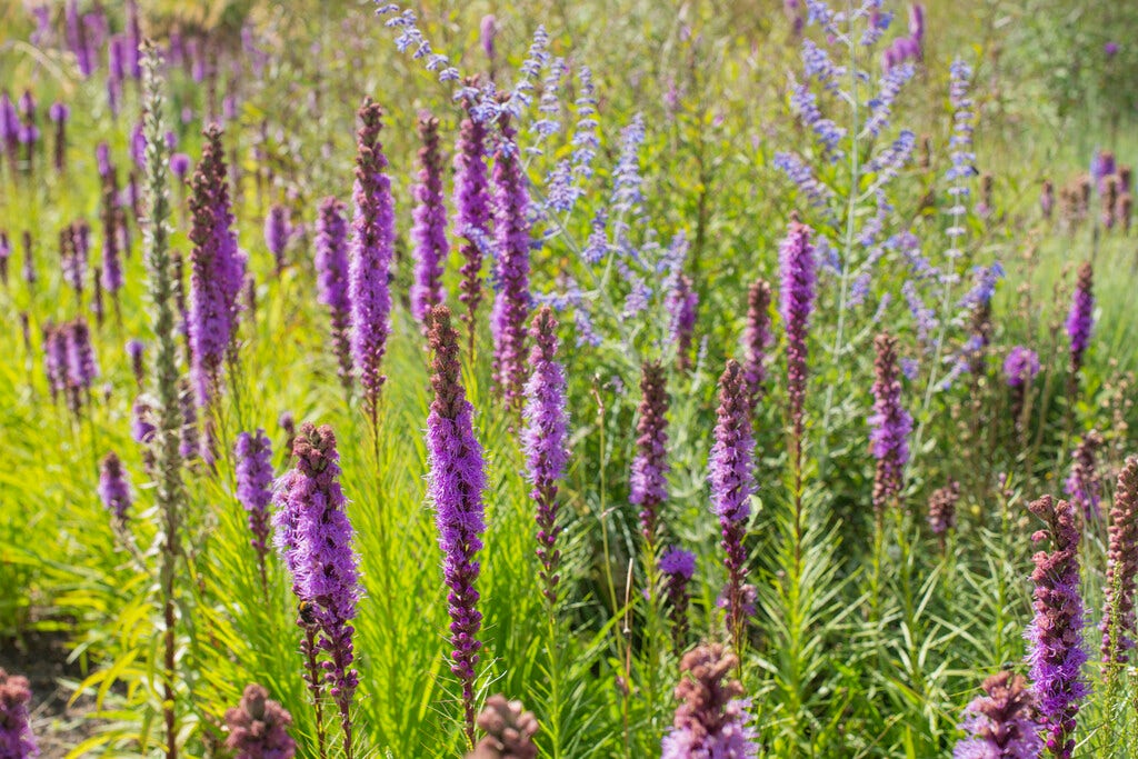 Lampenpoetser (Liatris pycnostachya)