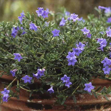 Parelkruid/steenzaad (Lithodora diffusa 'Heavenly Blue')