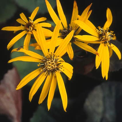 Kruiskruid (Ligularia dentata 'Othello')