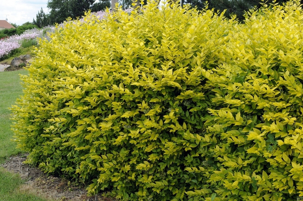 Liguster (Ligustrum ovalifolium 'Aureum')