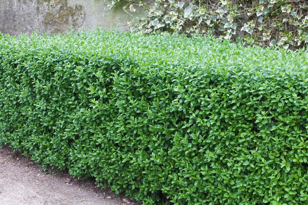 Liguster (Ligustrum vulgare 'Atrovirens')