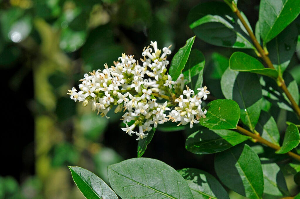 Wilde liguster  (Ligustrum vulgare)