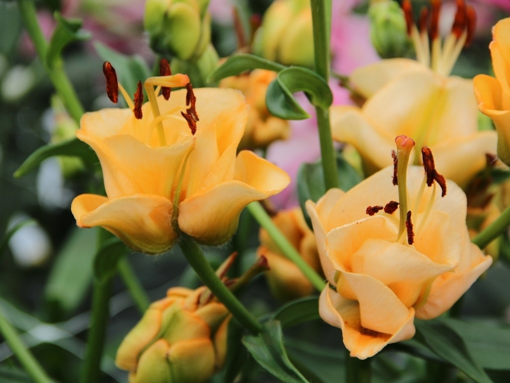 Lelie (Lilium 'Apricot Fudge')