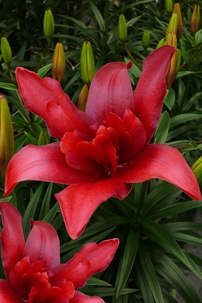 Lelie (Lilium 'Bald Eagle')