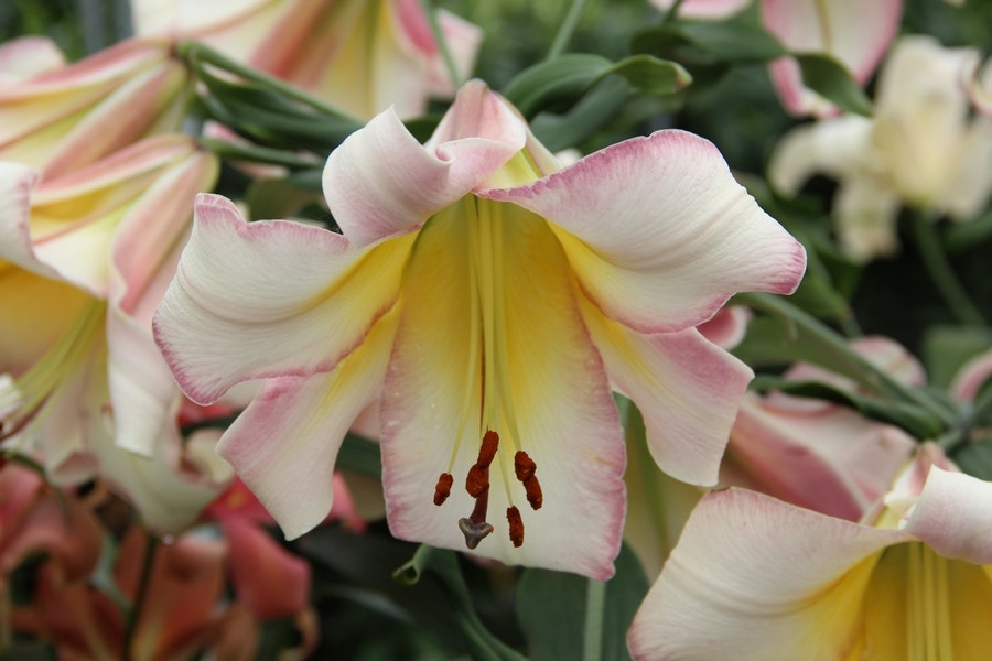 Lelie (Lilium 'Beijing Moon' )