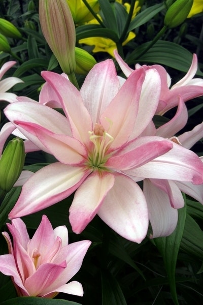 Lelie (Lilium 'Bentley')