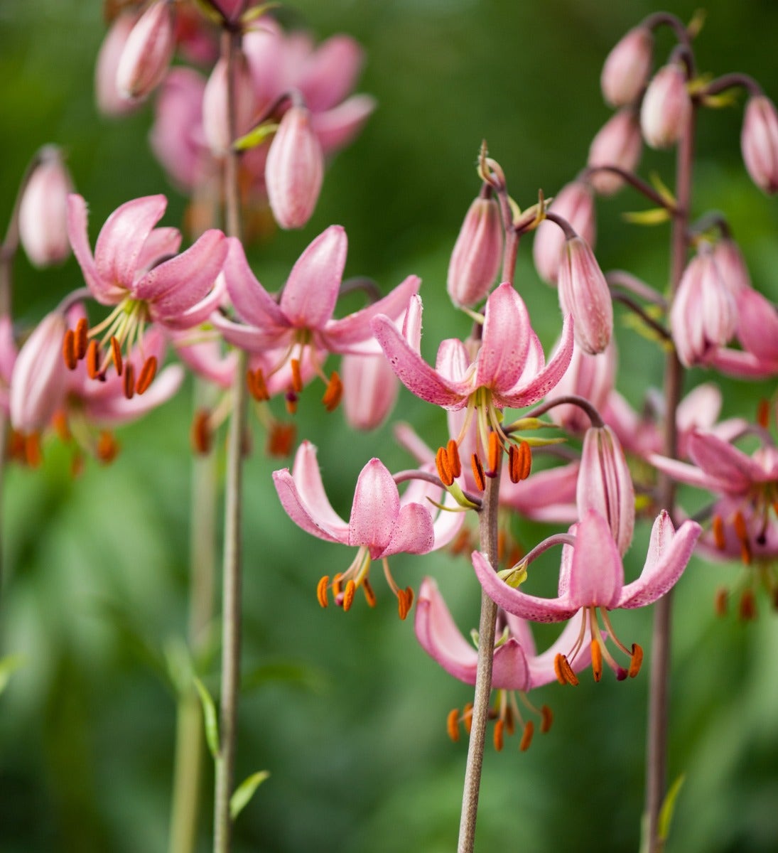 Lelie (Lilium martagon 'Candy Morning')