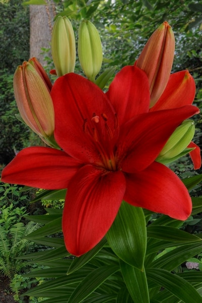 Lelie (Lilium 'Cascavel')