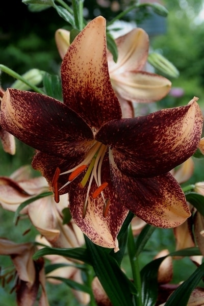 Lelie (Lilium 'Chocolate Event')