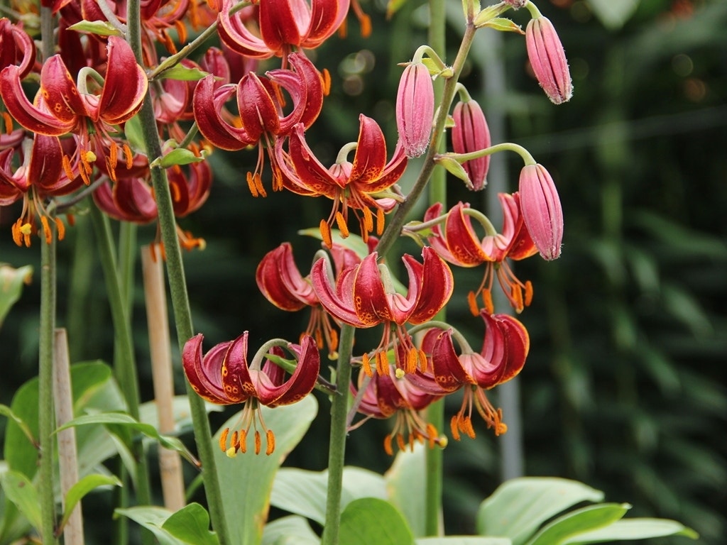 Lelie (Lilium martagon 'Claude Shride')