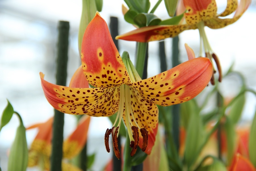 Lelie (Lilium 'Fusion')