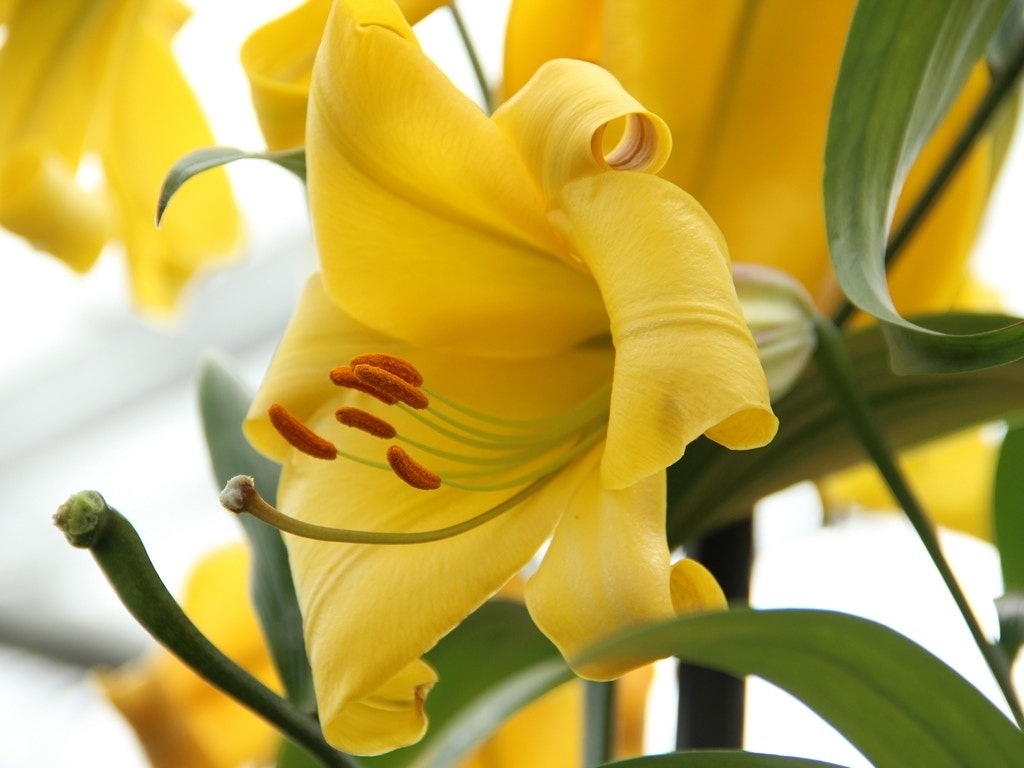 Lelie (Lilium 'Golden Splendor')