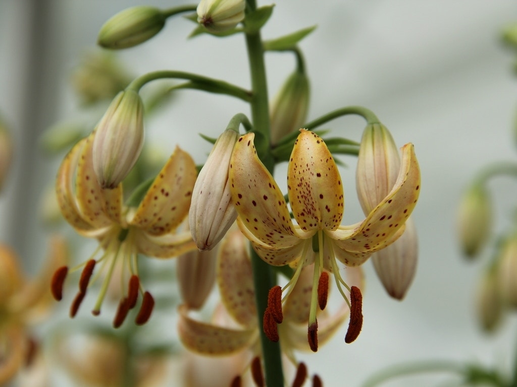 Lelie (Lilium martagon 'Guinea Gold')