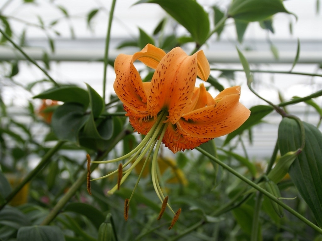 Lelie (Lilium 'henryi')