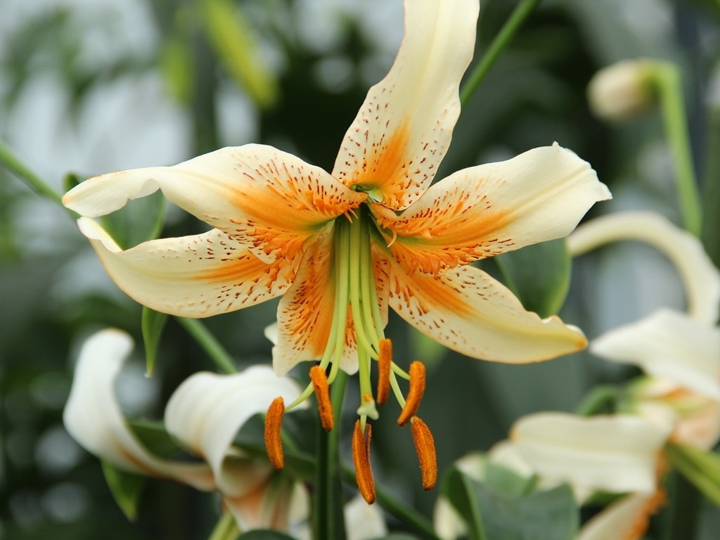 Lelie (Lilium 'Lady Alice')