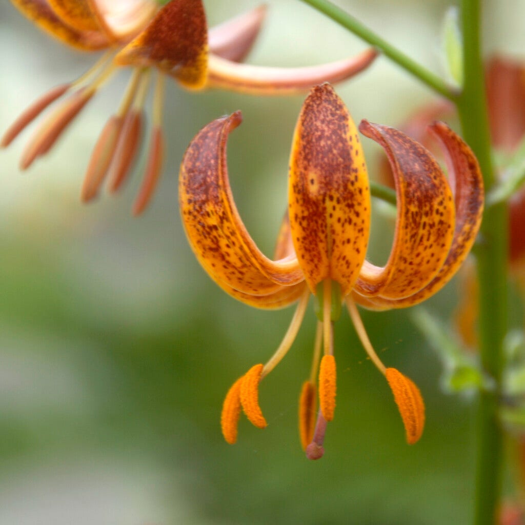 Lelie (Lilium martagon 'Arabian Knight')