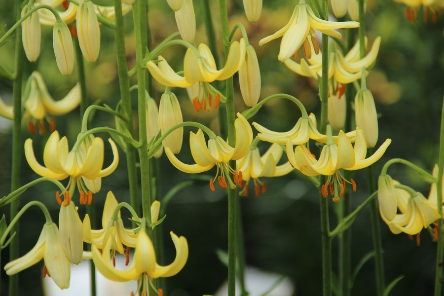 Lelie (Lilium martagon 'Golden Morning')