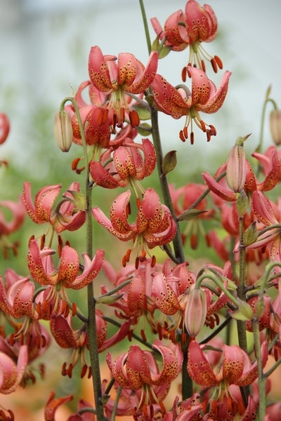 Lelie (Lilium martagon 'Manitoba Morning')