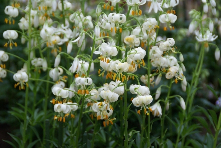 Lelie (Lilium martagon 'Snowy Morning')