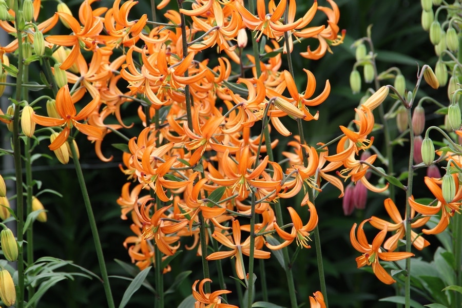 Lelie (Lilium martagon 'Orange Marmalade')