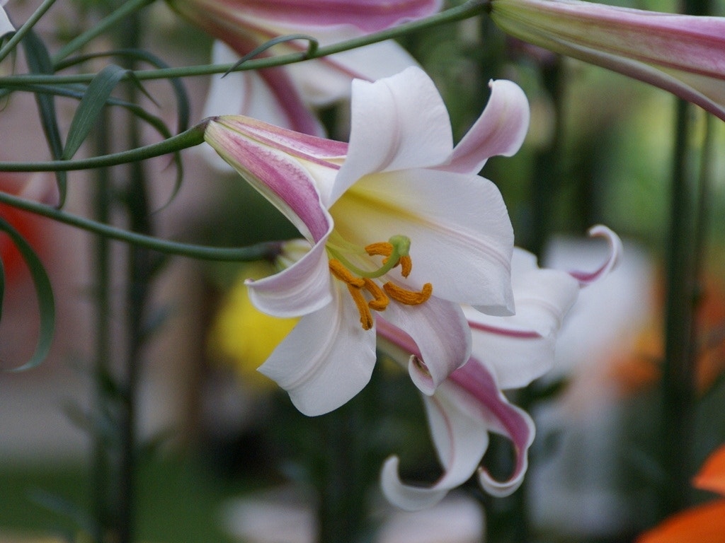 Konings Lelie (Lilium Regale)