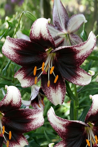 Lelie (Lilium 'Stracciatella Event')