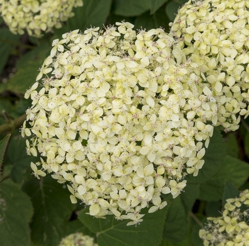 Hortensia (Hydrangea 'Lime Rickey')