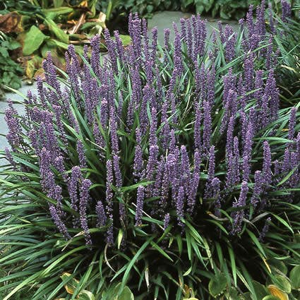 Leliegras (Liriope muscari)