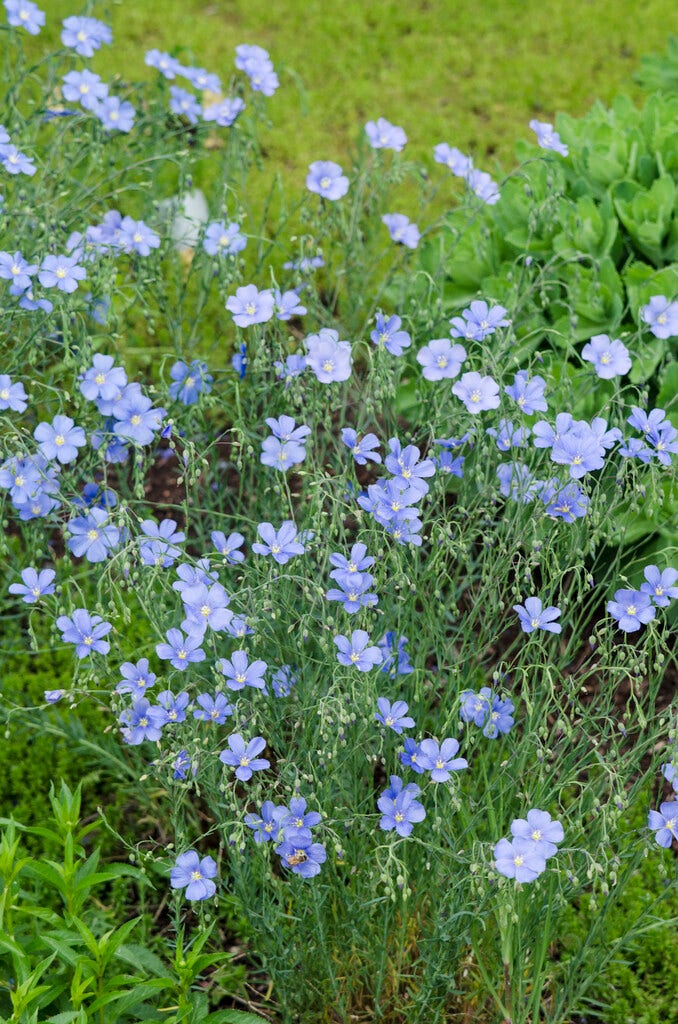 Vlas (Linum perenne)