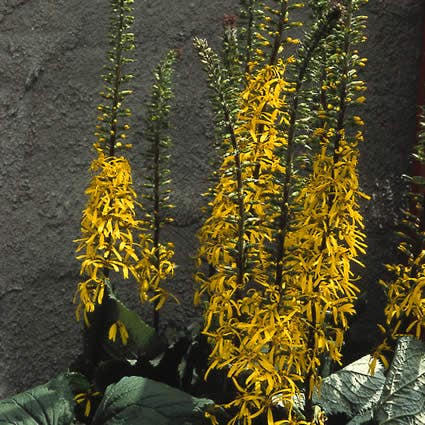 Kruiskruid (Ligularia przewalskii)