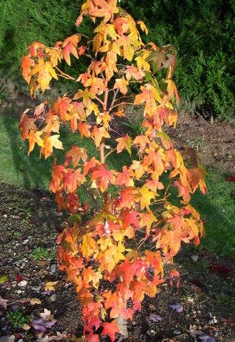 Amberboom (Liquidambar styraciflua 'Golden Sun')