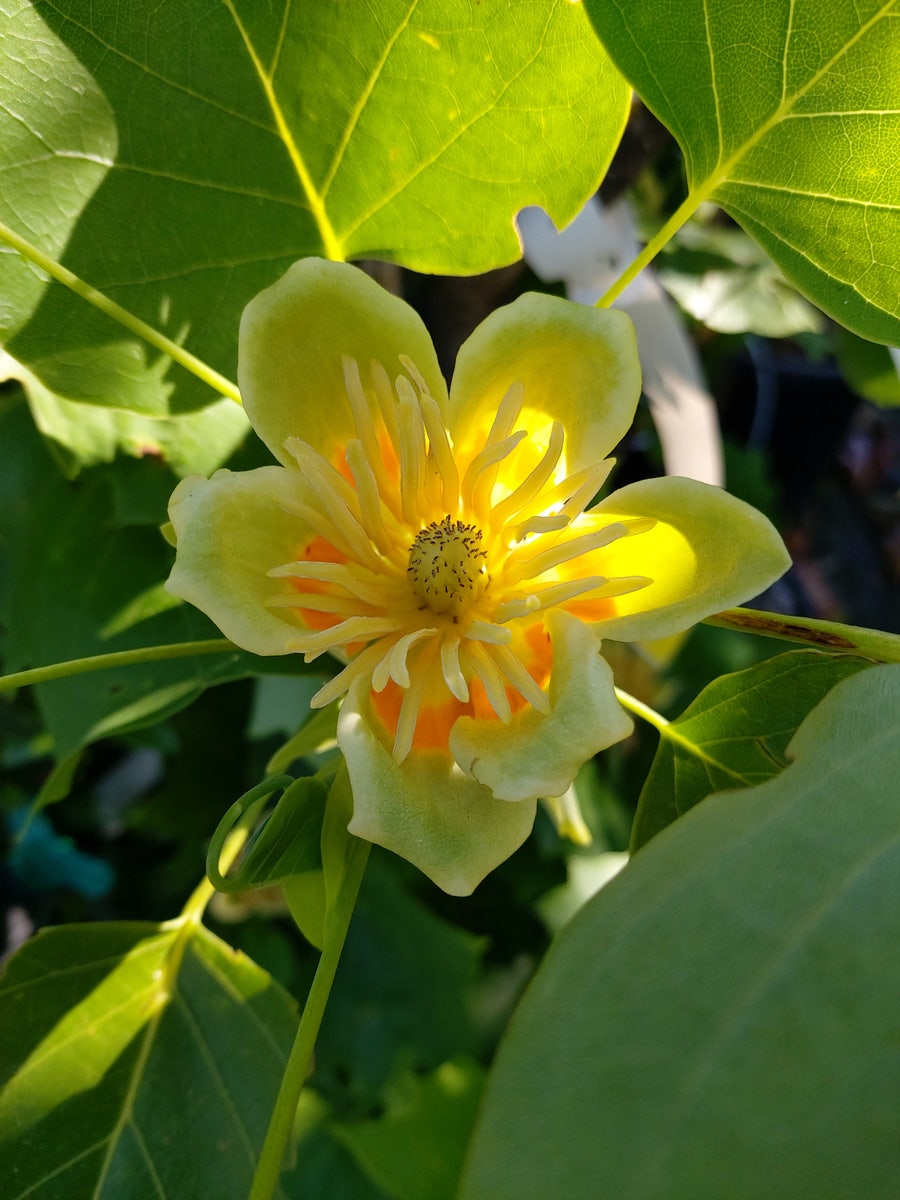 Tulpenboom (Liriodendron tulipfera 'Fastigiata')