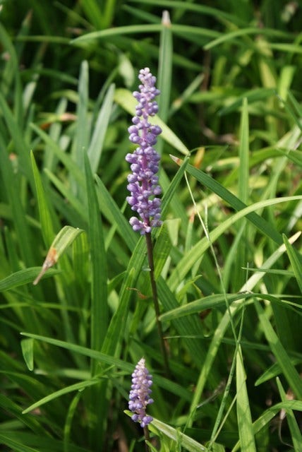 Leliegras (Liriope muscari 'Majestic')