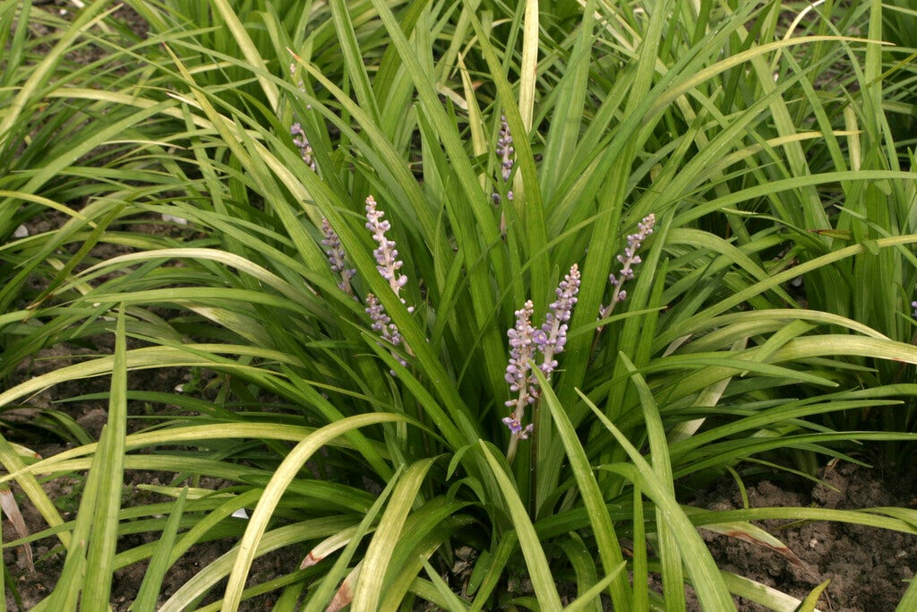 Leliegras (Liriope spicata)