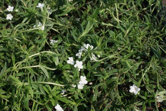 Parelzaad (Lithodora diffusa 'Alba')