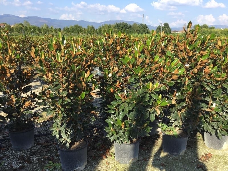 Groenblijvende Magnolia (Magnolia grandiflora 'Little Gem')