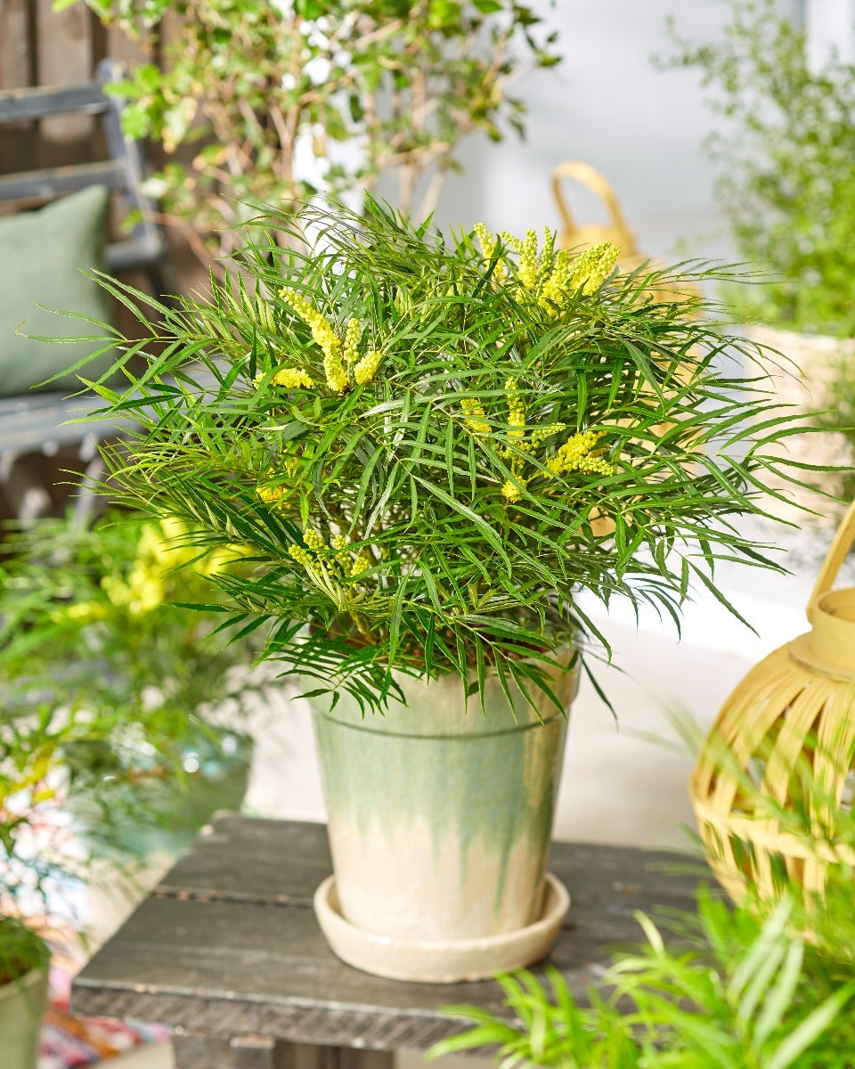 Chinese Mahonie Struik (Mahonia 'Little Soft Caress')