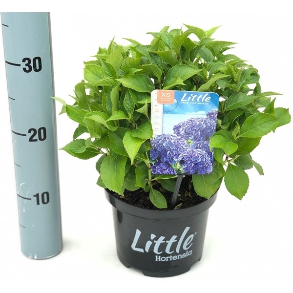 Kleinblijvende Hortensia (Hydrangea macr. 'Little Blue'®)