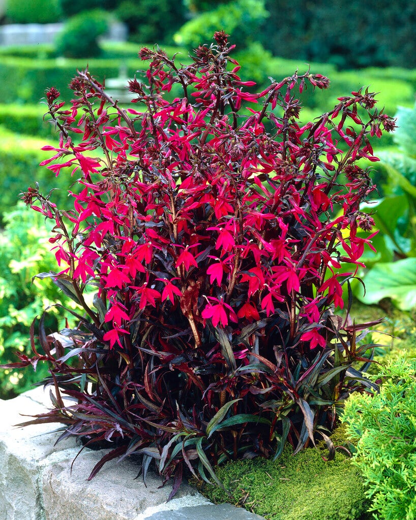 Vaste lobelia (Lobelia speciosa 'Russian Princess')