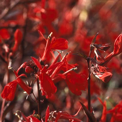 Tuinlobelia/rode lobelia (Lobelia fulgens 'Queen Victoria')